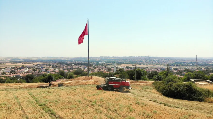 Edirne Belediyesi nohut hasadı yaptı