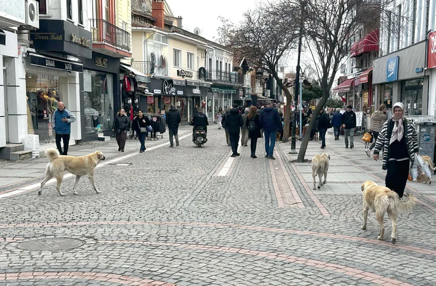 Edirne’de kafe önünde köpek saldırısı