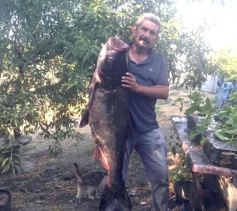 Meriç Nehri’nden dev balık çıktı