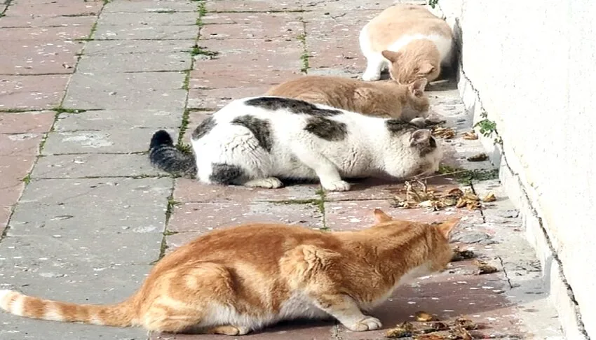 Sokak canları için bir kap su ve mama çağrısı