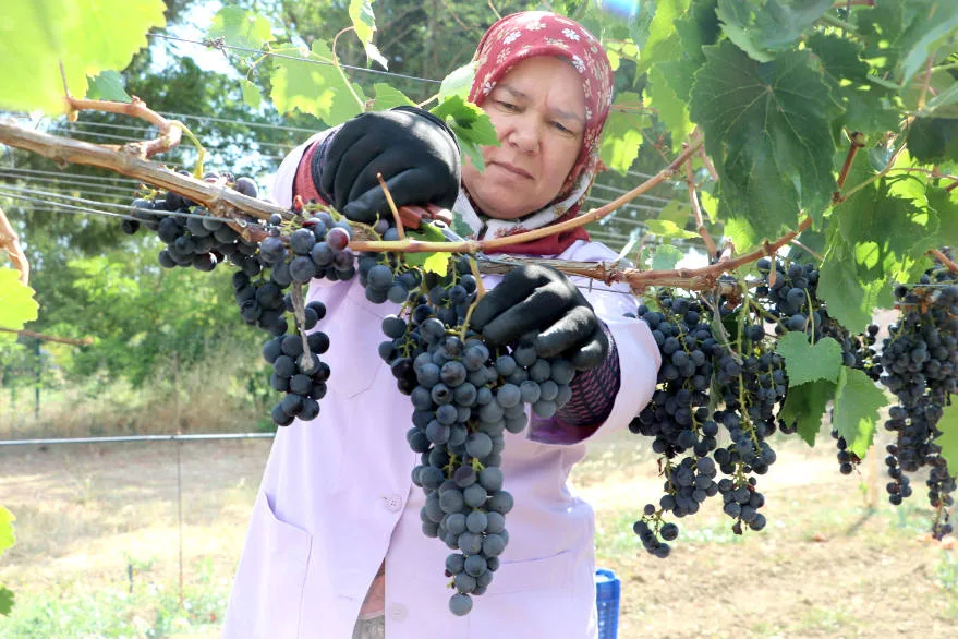 Türkiye’nin en erkenci bilinen “Trakya İlkeren” üzümünde hasat başladı