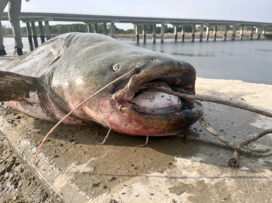 Meriç Nehri’nde 2,5 metrelik dev yakalandı