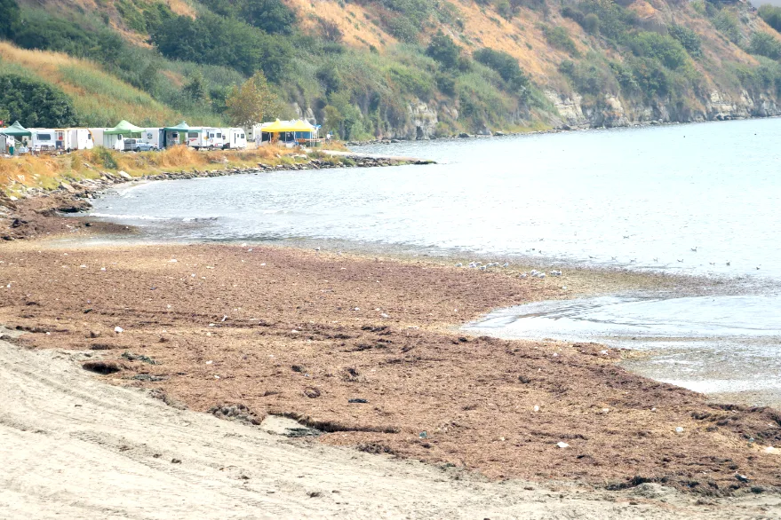 Tekirdağ’da sahilin bir kısmı kırmızı yosunla kaplandı