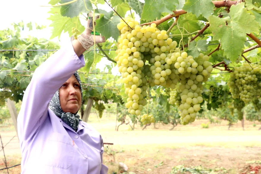 Tekirdağ’da tescilli “Süleymanpaşa beyazı” üzümünde hasat başladı