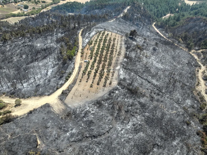 Çanakkale’deki orman yangını 150 ağaç bulunan zeytinliği teğet geçti