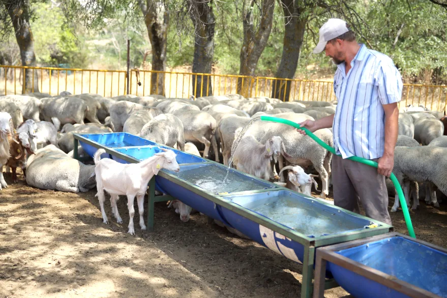 Kuraklık Edirne’de meraları vurdu: Besiciler suyu tankerle taşıyor