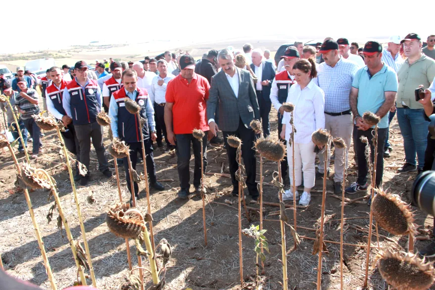 Ayçiçeği demonstrasyon çalışması hasatla tamamlandı