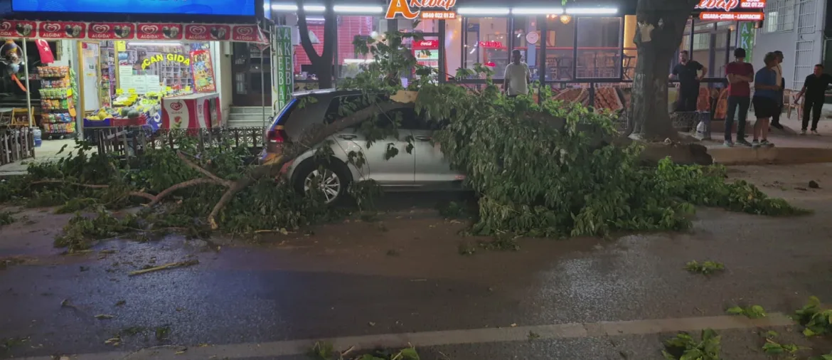 Edirne’de devrilen ağaç otomobil ve minibüse zarar verdi