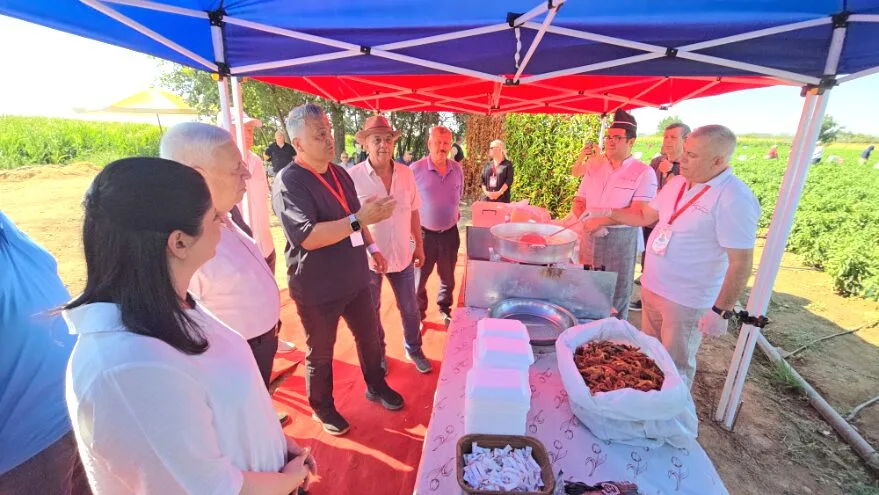 Karaagac Aci Biber Hasadi 3 - Tarlada oyun havalarıyla acı lezzetin hasadı
