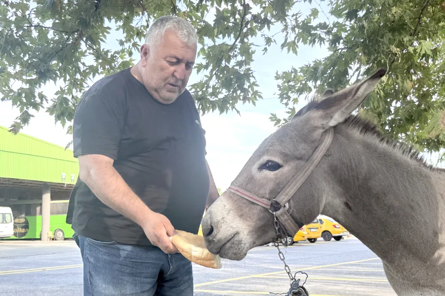Sahipsiz eşek “Kadife” Edirne Otogarı’nın maskotu oldu