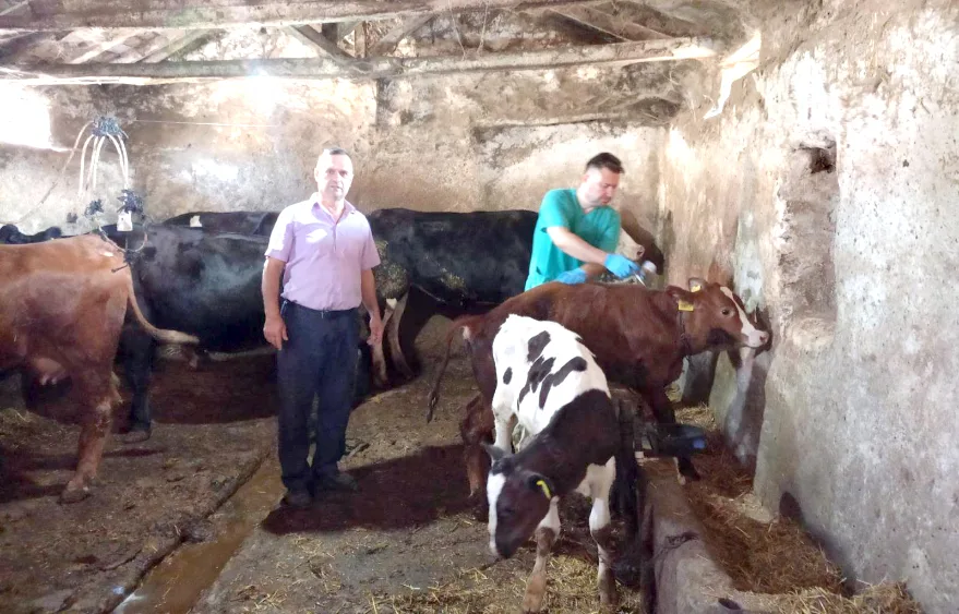 Edirne’de hayvan sağlığı için şap aşılaması sürüyor