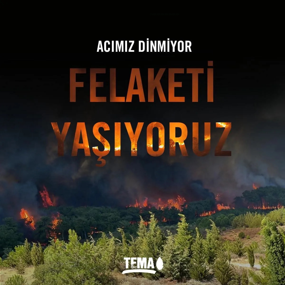 TEMA Vakfı İl Temsilcisi Çoğal’ “Sadece doğa değil, hepimiz kaybediyoruz”