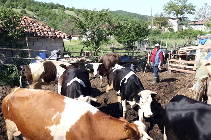 Ibrahim 2 - İstanbul’dan memleketi Kırklareli’ne dönen besici, devlet desteği ile sürü sahibi oldu