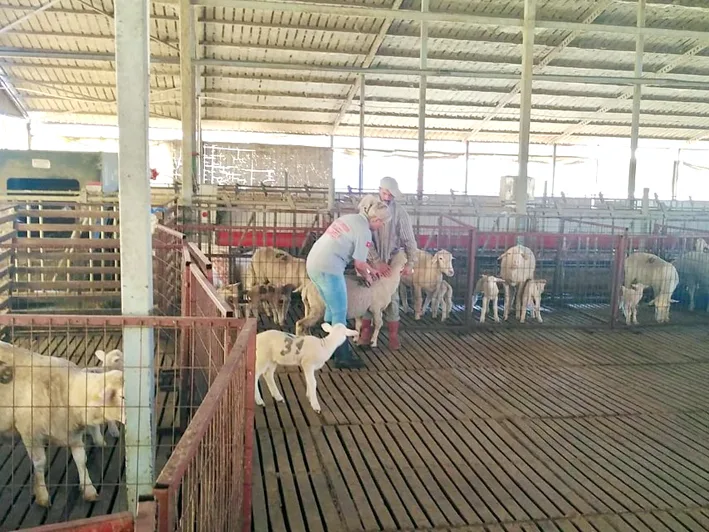Kucukbaslar asilamak 2 - Kırklareli’nde küçükbaş hayvanlar aşılanıyor