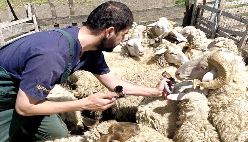 Kırklareli’nde küçükbaş hayvanlar aşılanıyor