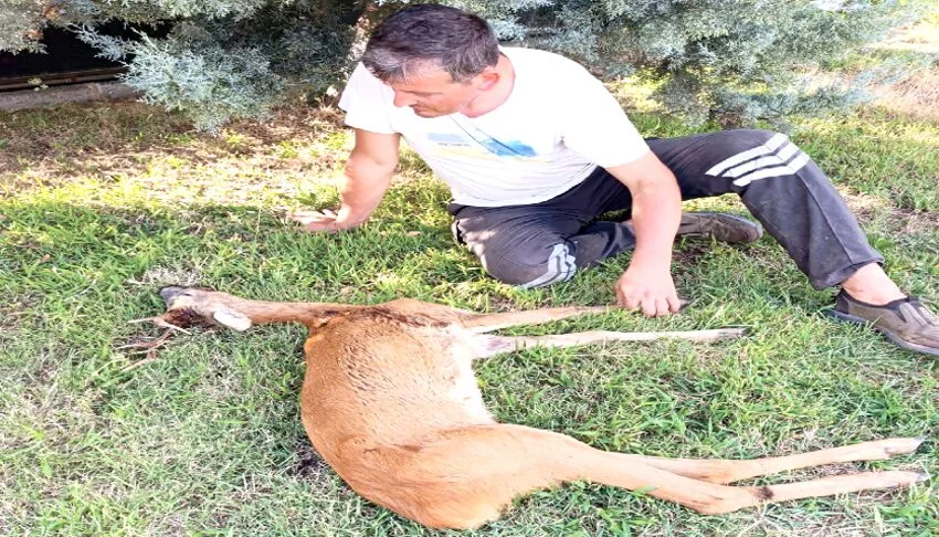 Kırklareli’nde yaralı bulunan karaca tedavi altına alındı