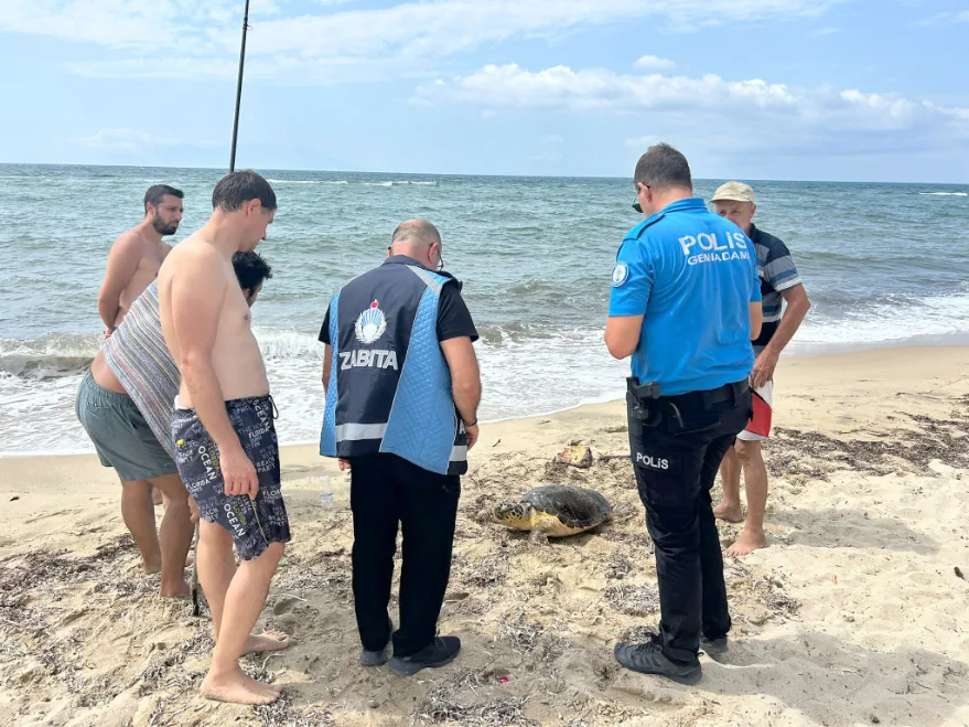 Edirne’de yaralı bulunan caretta caretta tedaviye alındı