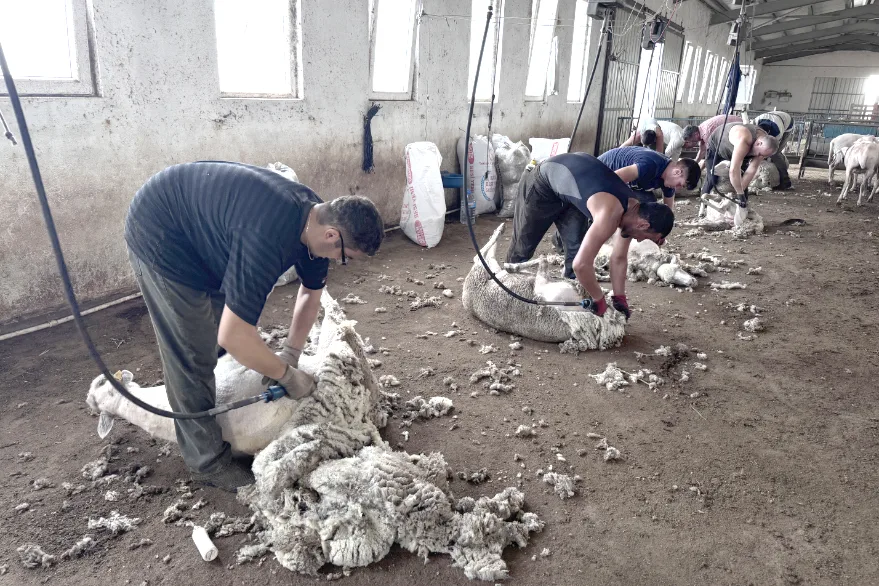 Gezgin kırkımcılar Trakya’da yoğun mesaide