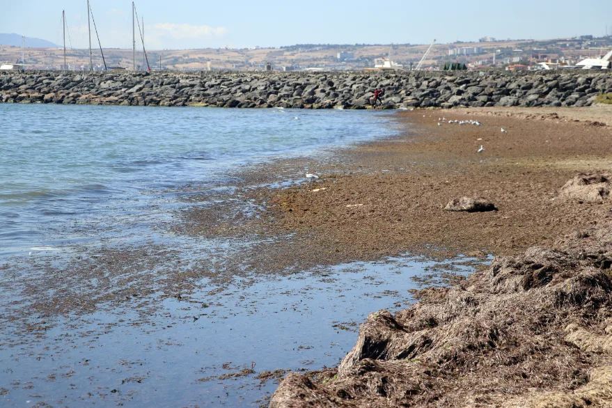 Tekirdağ’da poyraz nedeniyle sahilin bir kısmı kırmızı yosunla kaplandı