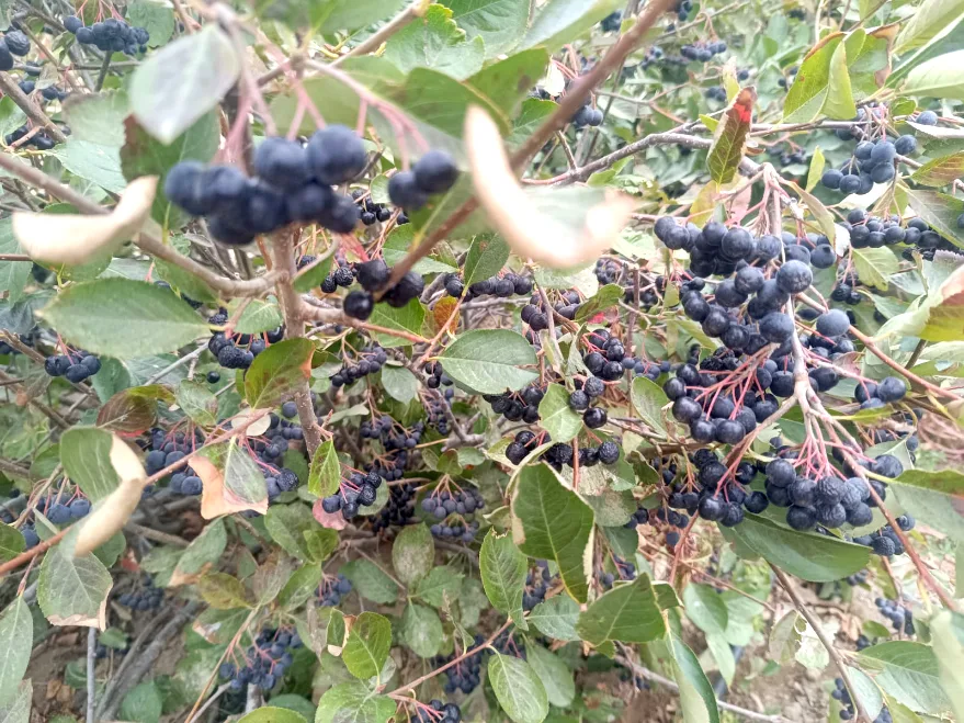 Aronya 2 - Enez’den yurdun her yerine kargoyla aronya gönderiliyor