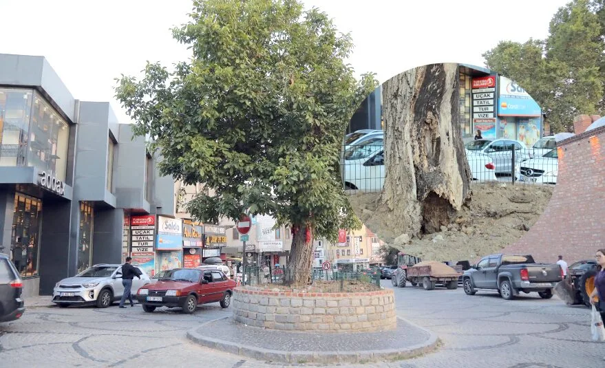 Edirne Belediyesi, “Ağaç risk oluşturuyordu”