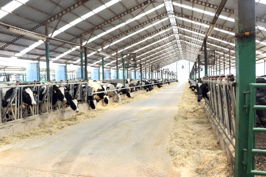Edirneli yetiştiricilere mastitis tespit cihazı için yüzde 70 hibe