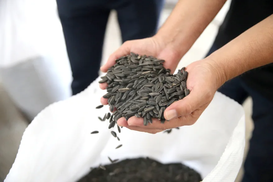 Çerezlik ayçiçeği çeşidi “karaduman” hastalıklara karşı güçlendirildi