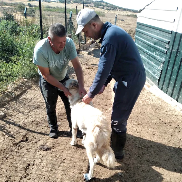 Cip ve asi 2 - Kedi ve köpeklerin çip takma ve aşılama çalışmaları sürüyor