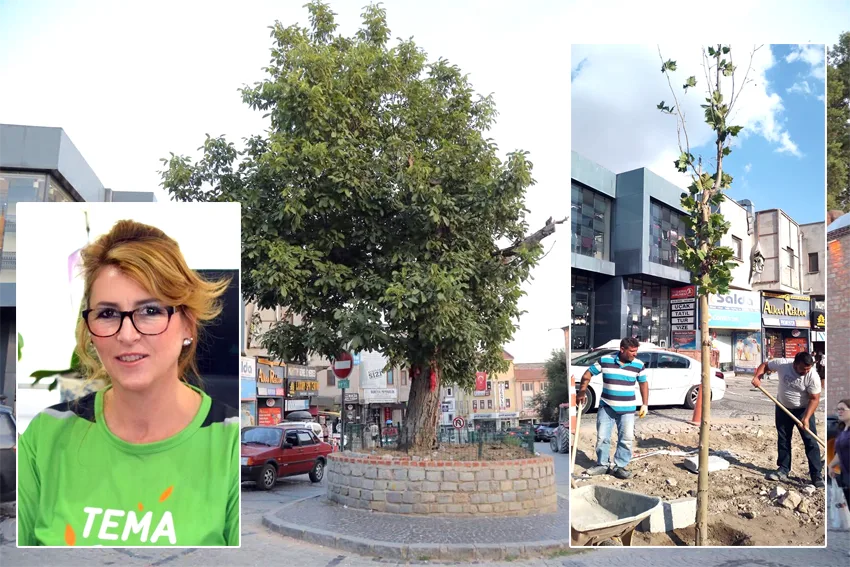 TEMA’dan ağaç kesimi ile ilgili açıklama