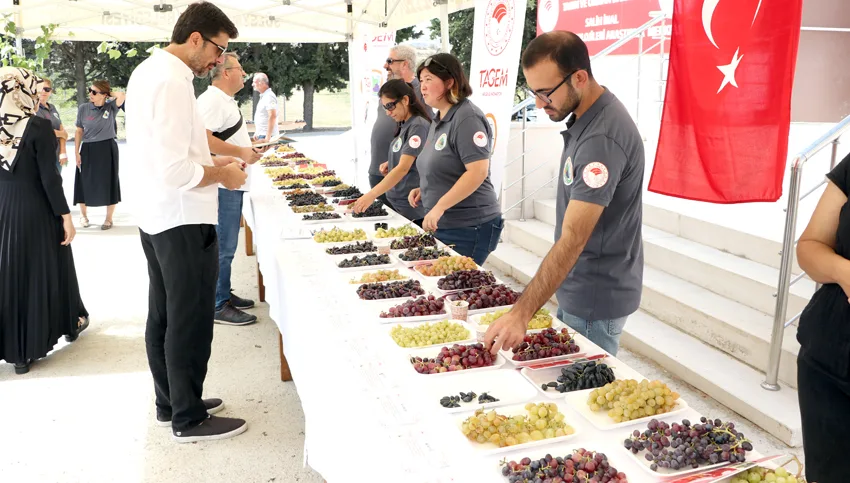 Tekirdağ’da geliştirilen 23 üzüm çeşidi tanıtıldı