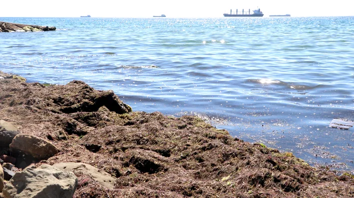 Yosun 2 - Tekirdağ’da poyraz nedeniyle sahilin bir kısmı kırmızı yosunla kaplandı