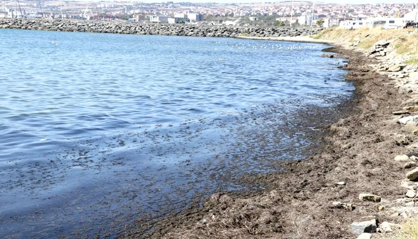 Tekirdağ’da poyraz nedeniyle sahilin bir kısmı kırmızı yosunla kaplandı