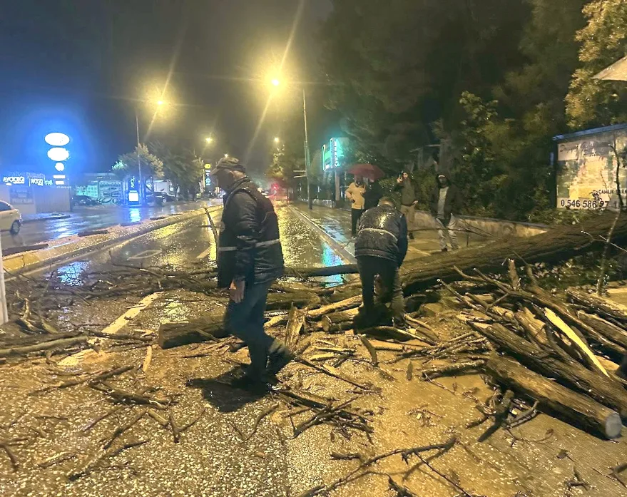 Edirne’de devrilen ağaç yolu kapattı