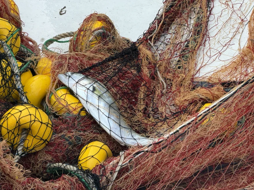 Tekirdağ’da lüfer ağlara takılmaya başladı
