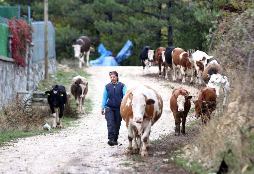Gelin geldiği köyde devlet desteği ile sürü sahibi oldu