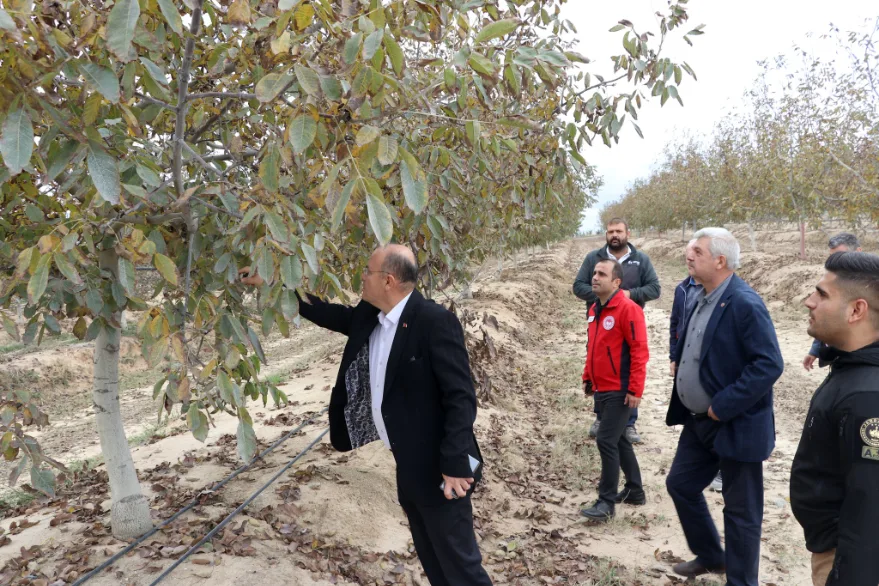 Edirne’de 50 bin ağaçlık ceviz bahçesinde hasat başladı