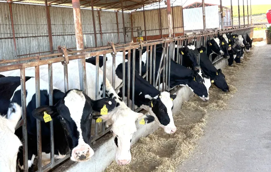 Edirne Belediyesi’nden kadın çiftçilere yem desteği