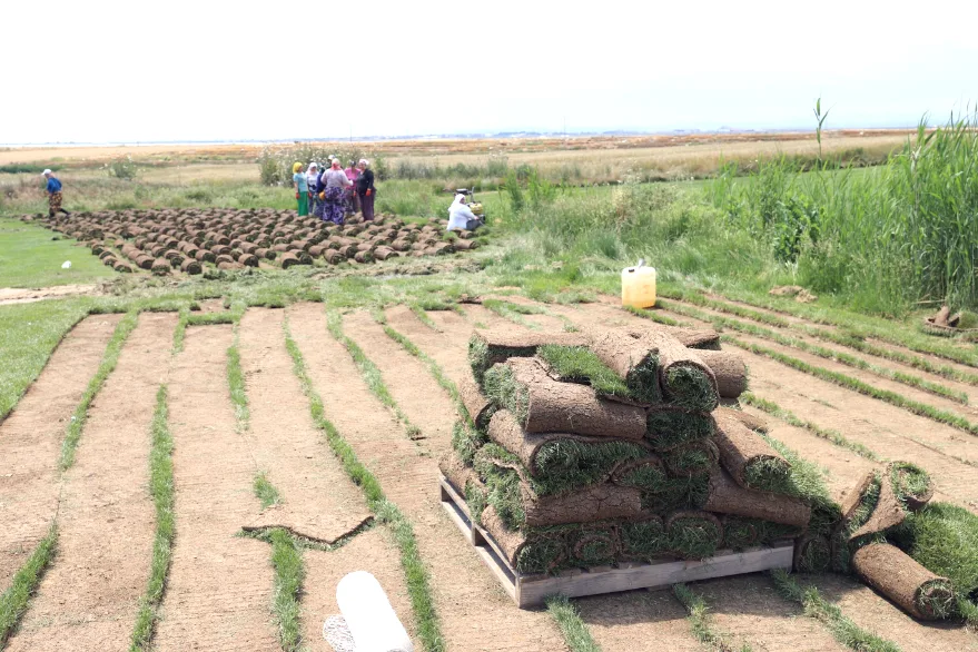 Rulo Cim Uretimi 3 - Edirne’de üretilen rulo çimler dünyayı yeşertiyor