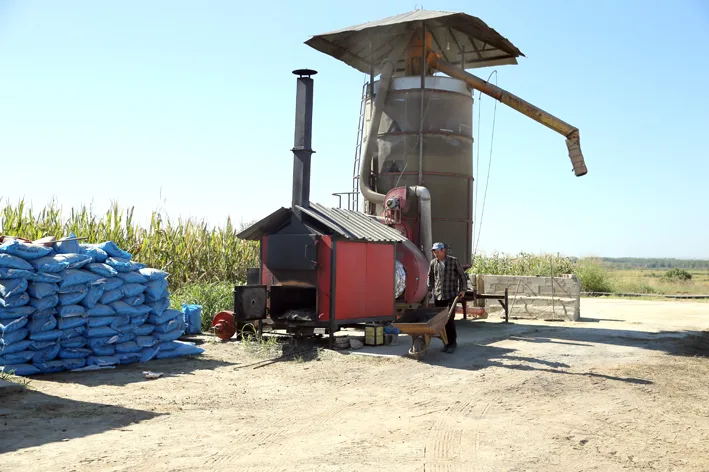 Celtikte hasat ve kurutma 4 - Edirne’de çeltik üreticisi hem hasat hem kurutma mesaisi yapıyor