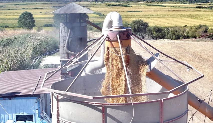 Edirne’de çeltik üreticisi hem hasat hem kurutma mesaisi yapıyor