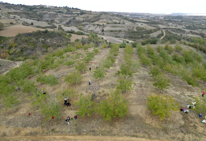 Ceviz hasadi 2 - Tekirdağ’da bozuk orman arazisinde yetiştirilen cevizlerin hasadı başladı
