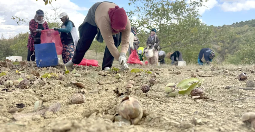 Tekirdağ’da bozuk orman arazisinde yetiştirilen cevizlerin hasadı başladı