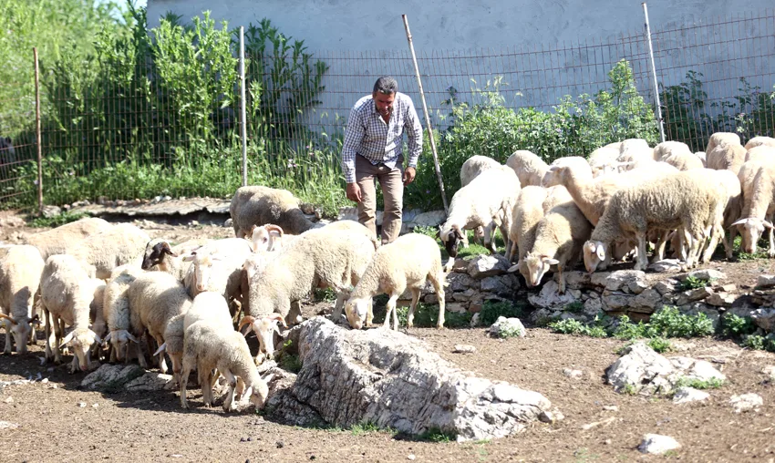 Şehir hayatından köyüne döndü, devlet desteğiyle sürü sahibi oldu