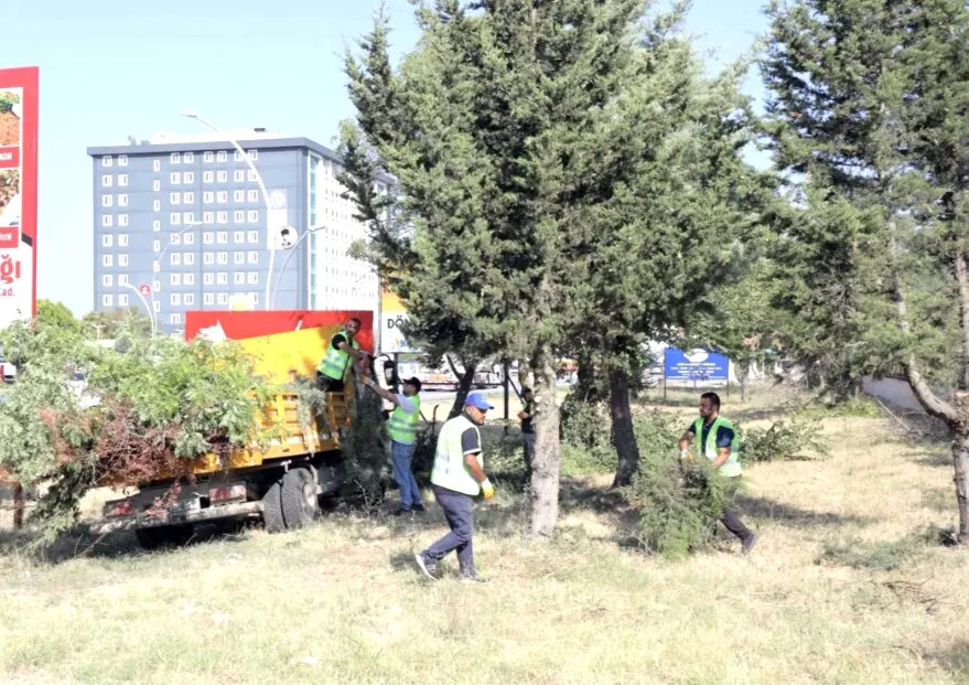 Edirne Belediyesi’nden kış öncesi ağaç budaması