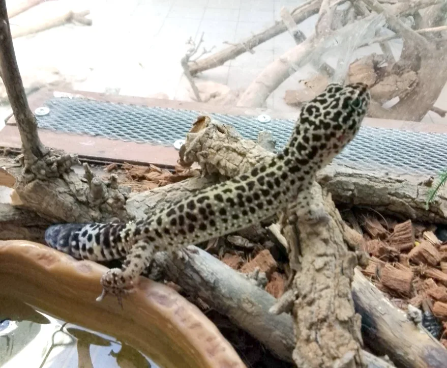 Kapitan Andreevo’da leopar kertenkelesi ve tarantula yakalandı