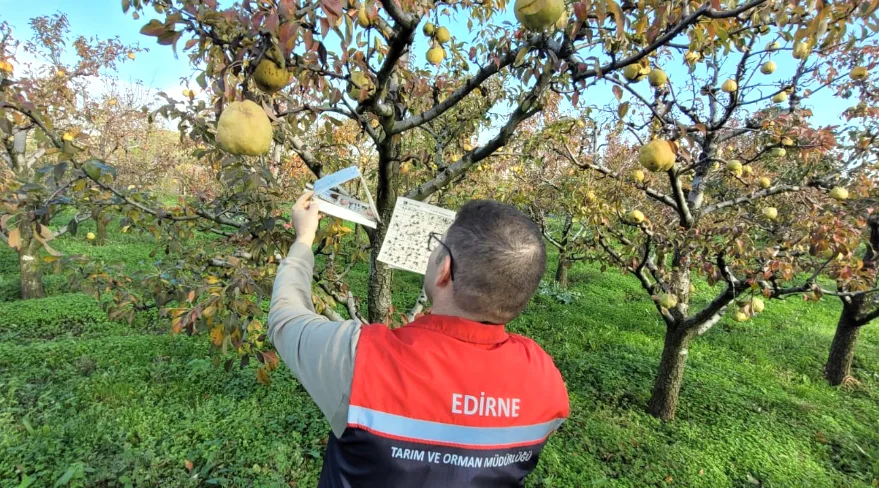Edirne’de meyve bahçelerinde zararlı takibi sürüyor