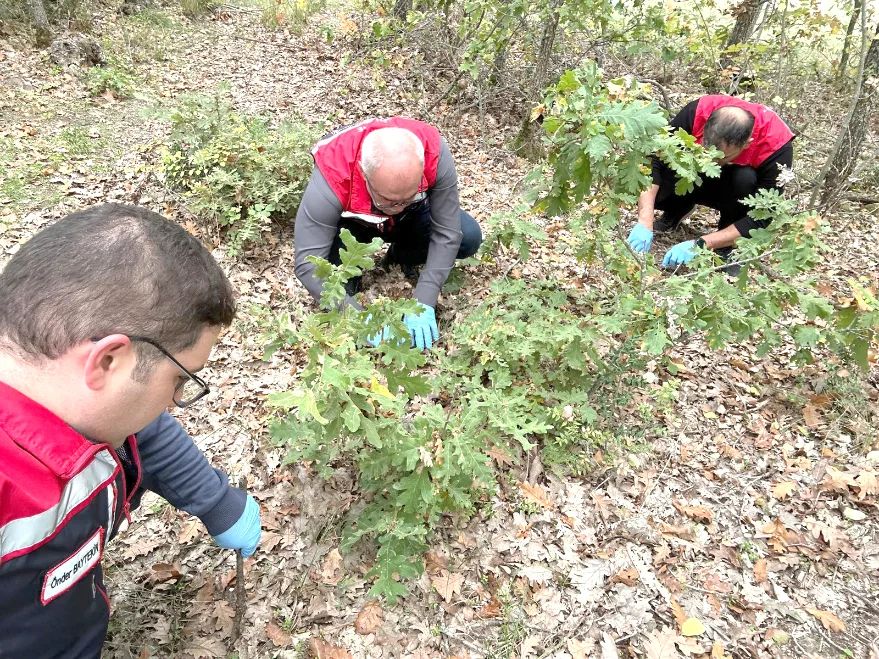 Edirne’de süne zararlısına karşı sonbahar sürveyi başladı
