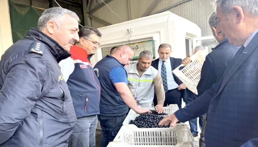 Tekirdağ’da zeytin hasadı etkinliği yapıldı