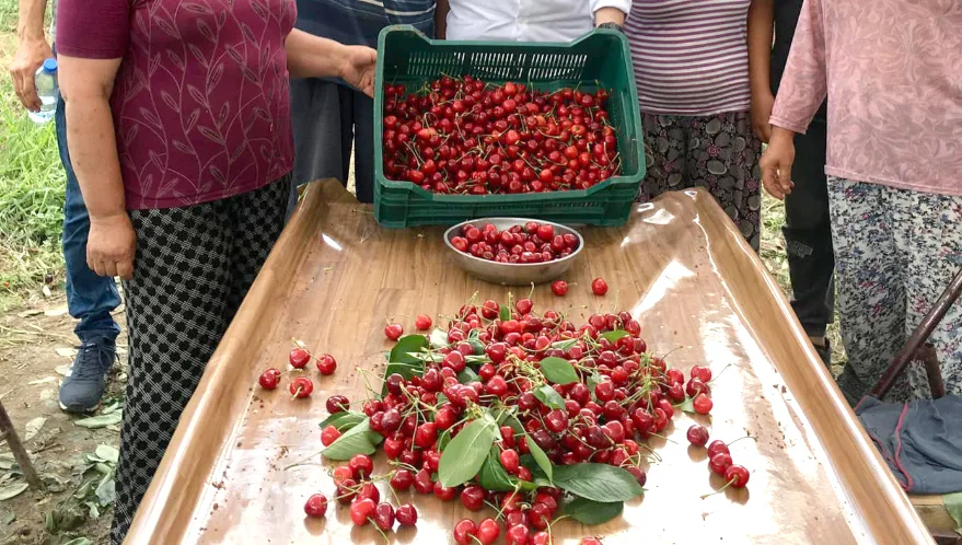 Lezzetiyle ünlü Çeribaşı kirazı Coğrafi İşaret aldı