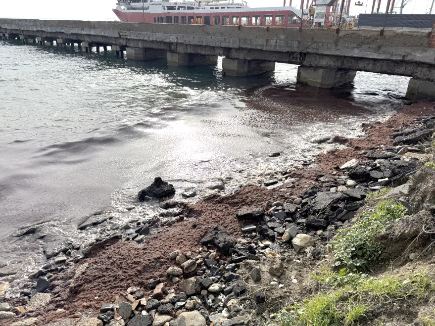Tekirdağ’da poyraz nedeniyle sahilin bir kısmında kırmızı yosun birikti